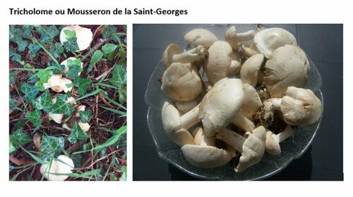 Tricholome ou Mousseron de la Saint-Georges
