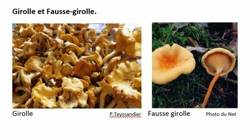 Girolle et Fausse Girolle