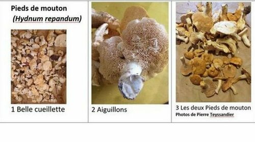 Pieds de moutons - Hydnum repandum