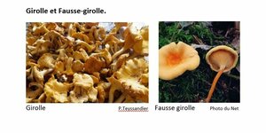 Girolle et Fausse Girolle