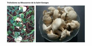 Tricholome ou Mousseron de la Saint-Georges