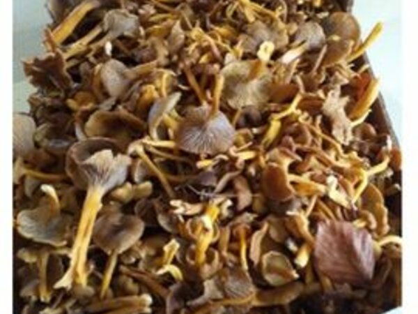 Chanterelle en tube