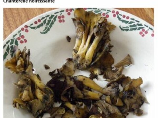 Chanterelle noircissante